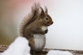 Japanese squirrel (Sciurus lis) in Japan Royalty Free Stock Photo