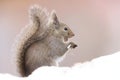 Japanese squirrel (Sciurus lis) in Japan Royalty Free Stock Photo