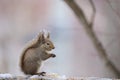 Japanese squirrel (Sciurus lis) in Japan Royalty Free Stock Photo