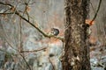 Japanese squirrel on a tree branch in a forest