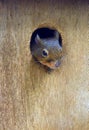 Japanese squirrel Royalty Free Stock Photo