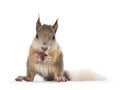 Japanese squirrel on white background