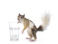 Japanese squirrel on white background