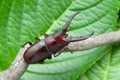 Japanese stag beetle called in japan kuwagata mushi. Isolated on green leaves background