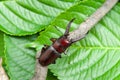Japanese stag beetle called in japan kuwagata mushi