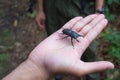 A hand is holding a beetle during a trek in the mountains