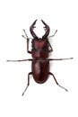 Japanese Stag Beetle-Prosopocoilus inclinatus Royalty Free Stock Photo