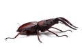 Japanese Stag Beetle-Prosopocoilus inclinatus