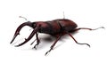 Japanese Stag Beetle-Prosopocoilus inclinatus Royalty Free Stock Photo