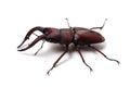 Japanese Stag Beetle-Prosopocoilus inclinatus