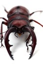 Japanese Stag Beetle-Prosopocoilus inclinatus