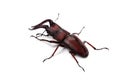 Japanese Stag Beetle-Prosopocoilus inclinatus