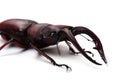 Japanese Stag Beetle-Prosopocoilus inclinatus