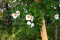 Japanese stewartia (Stewartia pseudocamellia) flowers. Theaceae deciduous tree.