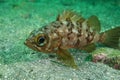 Japanese stingfish Royalty Free Stock Photo