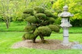 Japanese stone lamp and bonsai