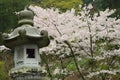 Japanese Stone Piller & Cherry Blossoms