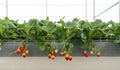 Japanese Strawberry planting in greenhouse, Fresh organic red berry antioxidant fruit, Modern agriculture growing method indoor Royalty Free Stock Photo