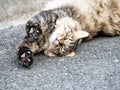 Japanese stray cat on a farm road 3