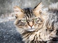 Japanese stray cat on a farm road 2