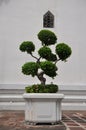 Topiary bonsai tree in a large white planter
