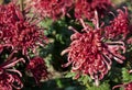 Japanese style red chrysanthemum with long curling petals rare k Royalty Free Stock Photo