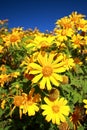 Japanese sunflower, Tree marigold field in Thung Buatong, Mae Ho