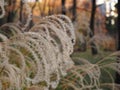 Japanese Susuki grass growing wild