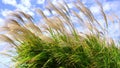 Japanese Susuki Grass or Japanese Pampas Grass in the wind at Miharashi hill.