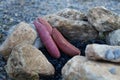 Japanese sweet potato prepare for bake Royalty Free Stock Photo