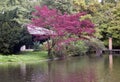 Japanese tea house in the english garden in munich, germanyjapanese tea house in the english garden in munich, germany Royalty Free Stock Photo