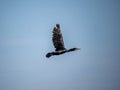 Japanese Temminck`s cormorant over tama river 4 Royalty Free Stock Photo