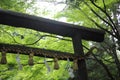 Japanese Temple and green maple leaves in Kyoto Japan Royalty Free Stock Photo