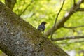 Japanese Thrush on a branch in the forest