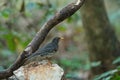 Japanese Thrush Turdus cardis bird