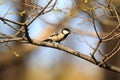 Japanese Tit