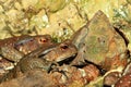 Japanese toad Royalty Free Stock Photo