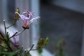Japanese toad lily Tricyrtis hirta side view space for text