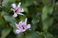 Japanese toad lily Tricyrtis hirta two blooms, space for text