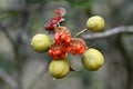 Japanese tobira Cheesewood ( Pittosporum tobira ) fruits and seeds. Pittosporaceae dioecious evergreen shrub.