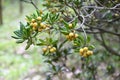 Japanese tobira Cheesewood ( Pittosporum tobira ) fruits and seeds. Pittosporaceae dioecious evergreen shrub. Royalty Free Stock Photo