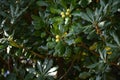 Japanese tobira Cheesewood ( Pittosporum tobira ) fruits and seeds. Pittosporaceae dioecious evergreen shrub. Royalty Free Stock Photo