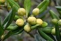 Japanese tobira Cheesewood ( Pittosporum tobira ) fruits and seeds. Pittosporaceae dioecious evergreen shrub.