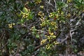 Japanese tobira Cheesewood ( Pittosporum tobira ) fruits and seeds. Pittosporaceae dioecious evergreen shrub. Royalty Free Stock Photo