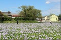 Japanese tourists visiting a pond full of common water hyacinth flowers in Asuka