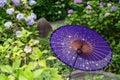 Japanese traditional oil paper umbrella and Hydrangea macrophylla flowering shrubs and bushes in the garden. Royalty Free Stock Photo