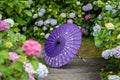 Japanese traditional oil paper umbrella and Hydrangea macrophylla flowering shrubs and bushes in the garden. Royalty Free Stock Photo