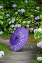 Japanese traditional oil paper umbrella and Hydrangea macrophylla flowering shrubs and bushes in the garden. Royalty Free Stock Photo