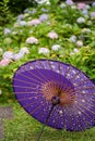 Japanese traditional oil paper umbrella and Hydrangea macrophylla flowering shrubs and bushes in the garden. Royalty Free Stock Photo