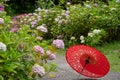 Japanese traditional oil paper umbrella and Hydrangea macrophylla flowering shrubs and bushes in the garden. Royalty Free Stock Photo